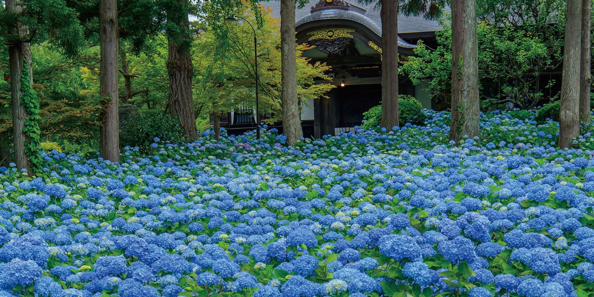 Unshoji Temple (June & July)