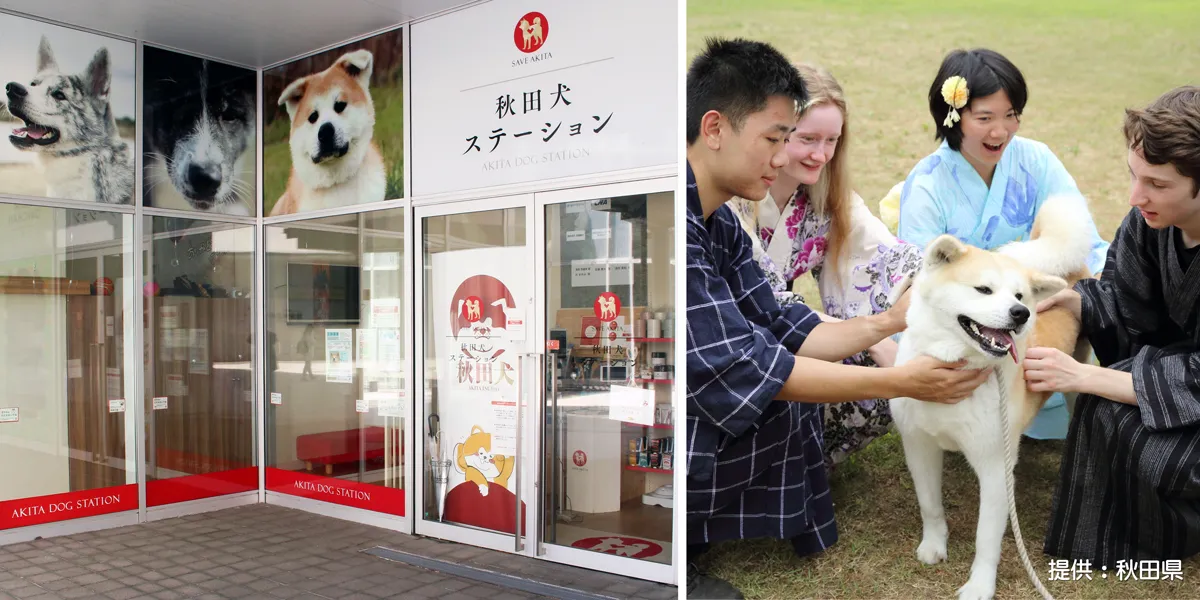 秋田犬ふれあい処・秋田犬ステーション